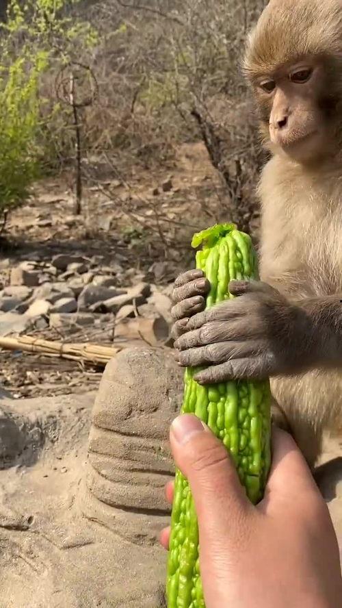 朗诵猴子吃瓜,一场欢乐的夏日食趣