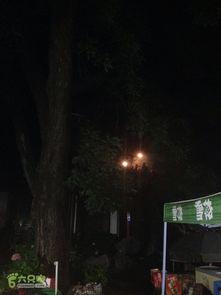 吃瓜爬泰山,一场别开生面的登山之旅