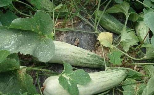 脆酥瓜怎么吃,解锁夏日清新美味