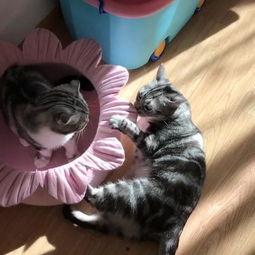 吃瓜的布丁喵,揭秘娱乐圈那些事儿