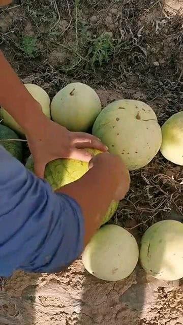 吃啥瓜吃籽儿,揭秘“吃啥瓜吃籽儿”的独特风味