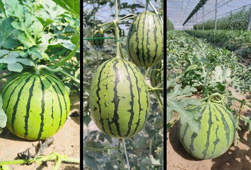 吃瓜详情,一场全民参与的娱乐盛宴