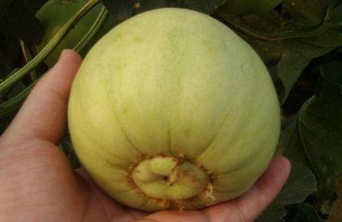 膨大瓜可以吃吗,安全食用与营养价值的探索